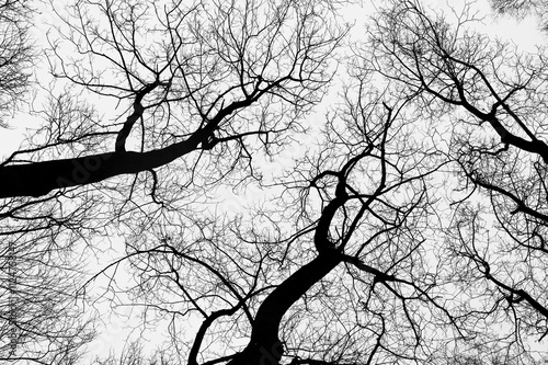 Tree black branch isolated on white. Black and white trees silhouettes on sky background. Bare branches trees in winter. Forest pattern texture. Halloween concept. photo