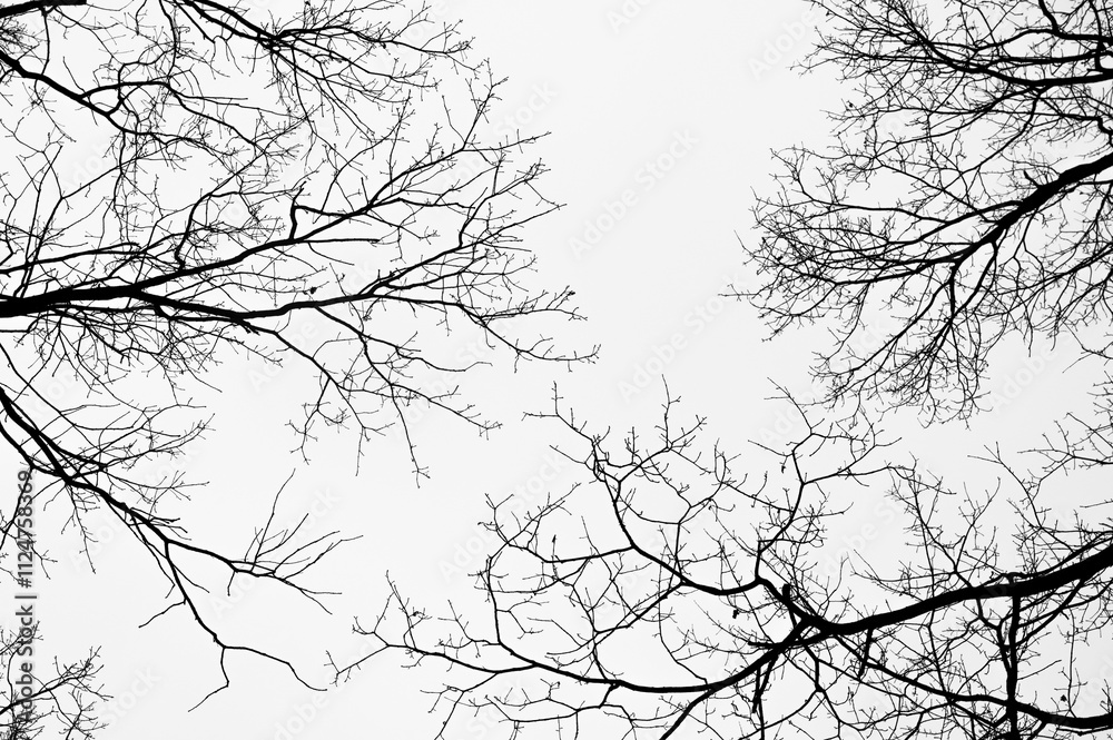 Tree black branch isolated on white. Black and white trees silhouettes on sky background. Bare branches trees in winter. Forest pattern texture. Halloween concept.