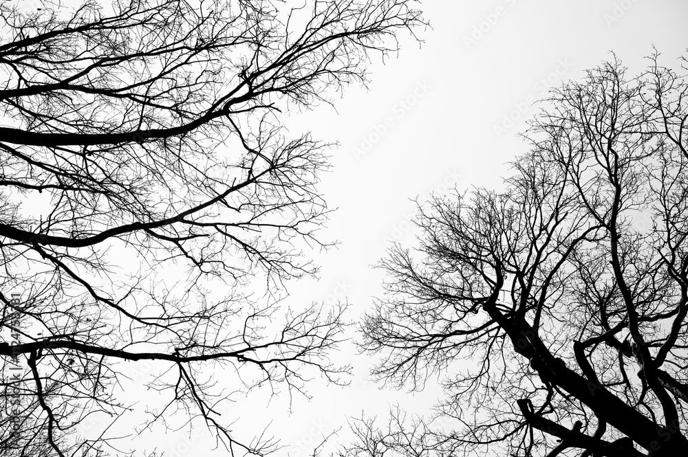 Tree black branch isolated on white. Black and white trees silhouettes on sky background. Bare branches trees in winter. Forest pattern texture. Halloween concept.