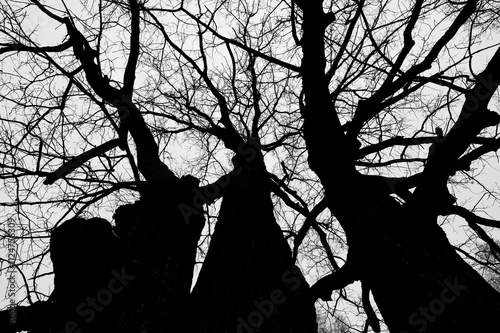 Obraz na płótnie Tree black branch isolated on white. Black and white trees silhouettes on sky background. Bare branches trees in winter. Forest pattern texture. Halloween concept. w salonie