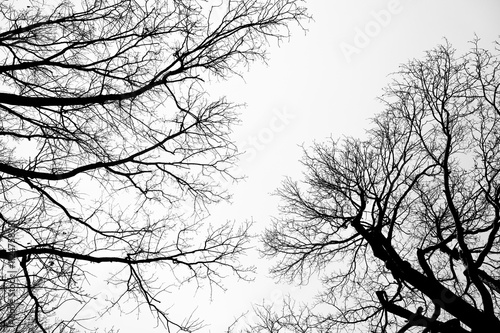 Obraz na płótnie Tree black branch isolated on white. Black and white trees silhouettes on sky background. Bare branches trees in winter. Forest pattern texture. Halloween concept. w salonie