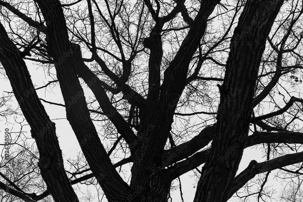 Tree black branch isolated on white. Black and white trees silhouettes on sky background. Bare branches trees in winter. Forest pattern texture. Halloween concept.