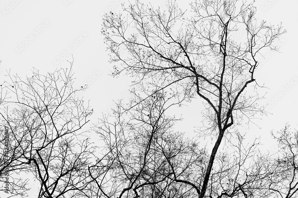 Tree black branch isolated on white. Black and white trees silhouettes on sky background. Bare branches trees in winter. Forest pattern texture. Halloween concept. Tree black branch isolated on white. Black and white trees silhouettes on sky background. Bare branches trees in winter. Forest pattern texture. Halloween concept.