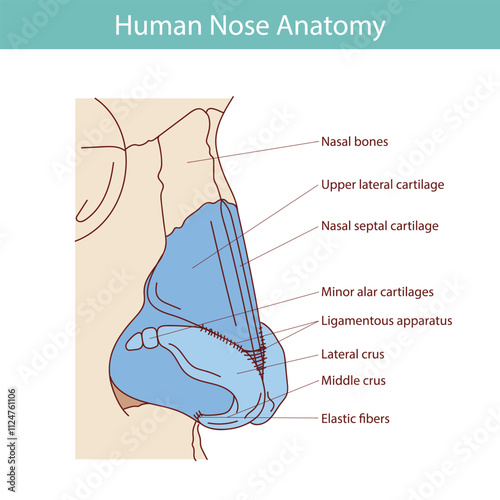 Cartilages of the external nose flat vector illustration