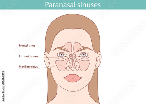 Anatomy of the sinus from the front. Hand drawn anatomical vector illustration.