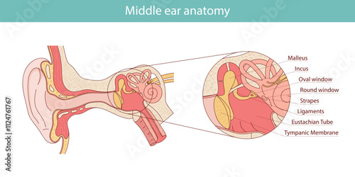 Anatomy of the middle ear. Detailed illustration for educational, medical, biological and scientific purposes.