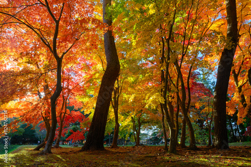 鮮やかな紅葉