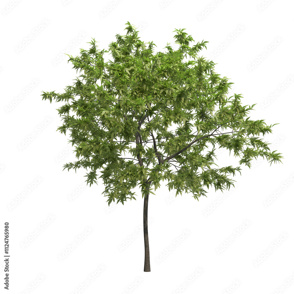 Fototapeta premium peach tree isolated on transparent png background - 3D Illustration