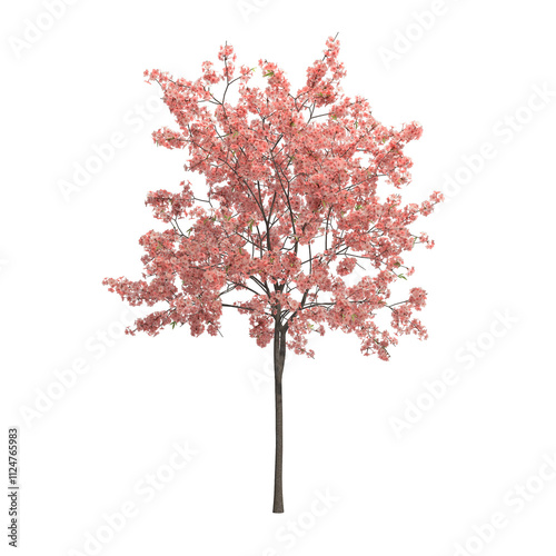 peach tree isolated on transparent png background - 3D Illustration
