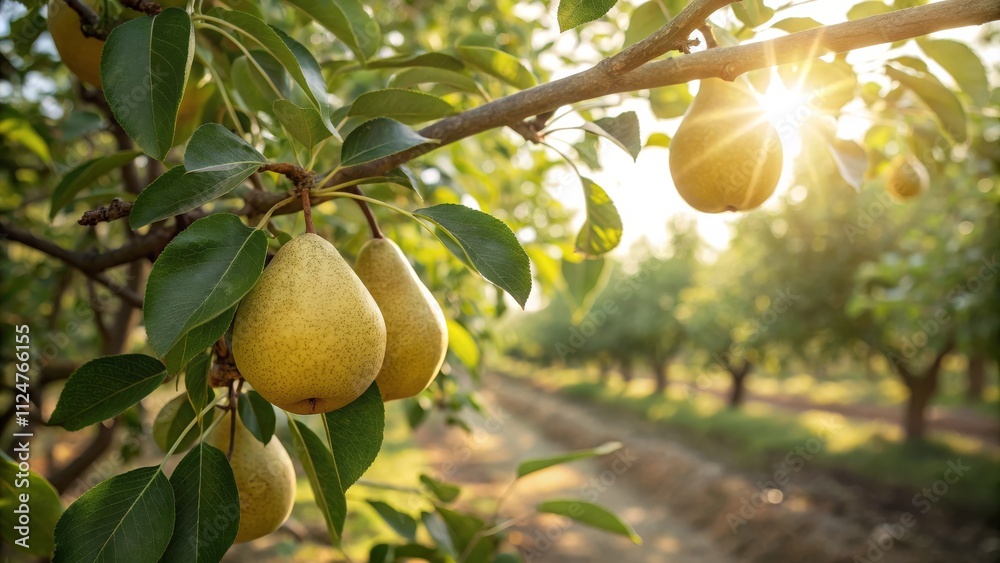 Golden Hour Pears Orchard Sunlight, Close-Up Composition Golden Hour Pears Orchard Sunlight, Close-Up Composition