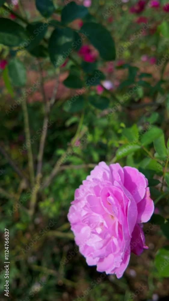 Blooming Roses in a Serene Garden Blooming Roses in a Serene Garden
