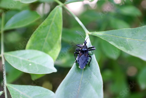 Black beetle on a leaf in Copan, Honduras photo