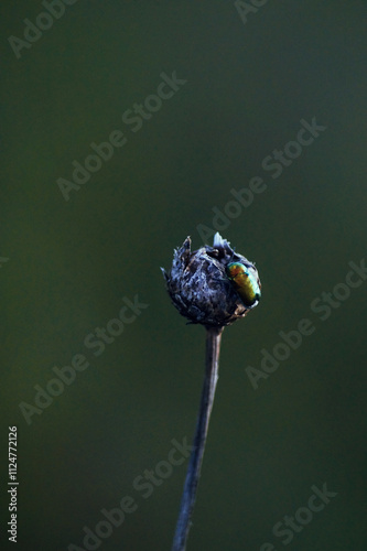 closeup on a colorfull beetle on a dried flower
