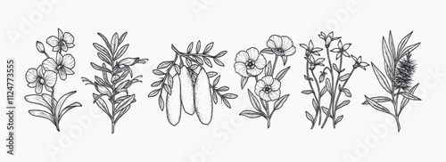Hand drawn Australian native plants and flowers collection. Cooktown orchid, eremophila, finger lime, Sturt's desert rose, royal bluebell, tea tree