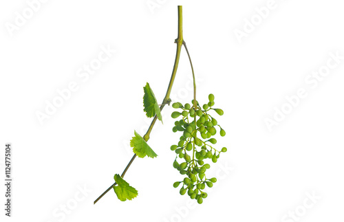 Vászonkép Vine branch and unripe blue grapes on white background