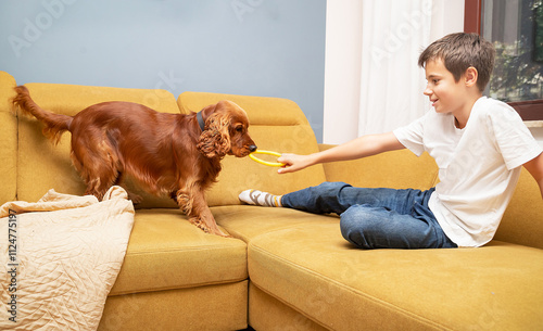 English spaniel and boy during joint play with toys. Dog lover (owner) with his furry, red companion (friend, animal) having fun on sofa in living room.