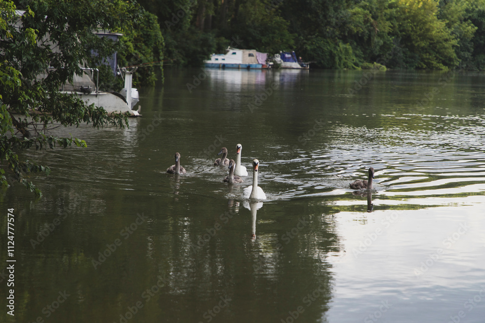 A family of swans glides among the fishing boats on the Danube A family of swans glides among the fishing boats on the Danube