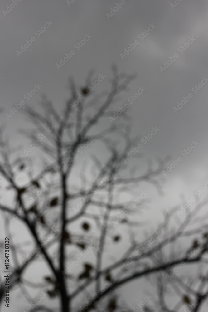 A dream view of bare branches reaching for the overcast sky. A dream view of bare branches reaching for the overcast sky.