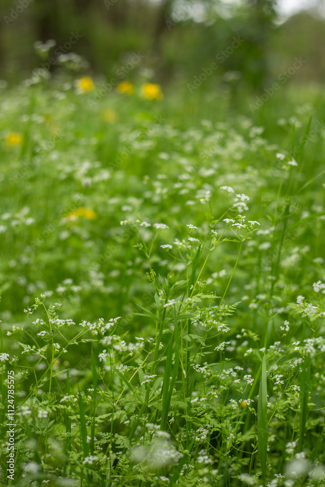 beautiful spring landscape in a sunny day beautiful spring landscape in a sunny day