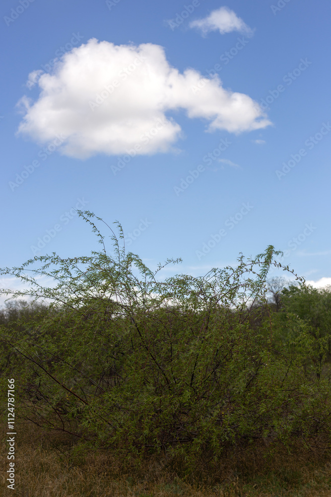beautiful spring landscape in a sunny day beautiful spring landscape in a sunny day
