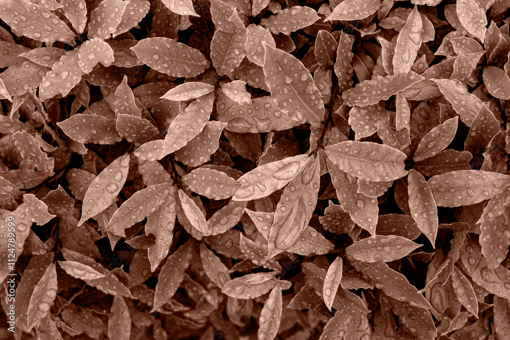 Green leaves after rain with water droplets, top view. Color of the Year Mocha Mousse. Green leaves after rain with water droplets, top view. Color of the Year Mocha Mousse.