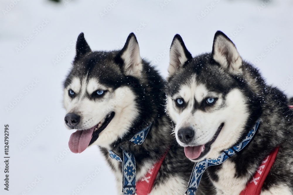 Two beautiful huskies with blue eyes wearing harnesses in a snowy landscape Two beautiful huskies with blue eyes wearing harnesses in a snowy landscape