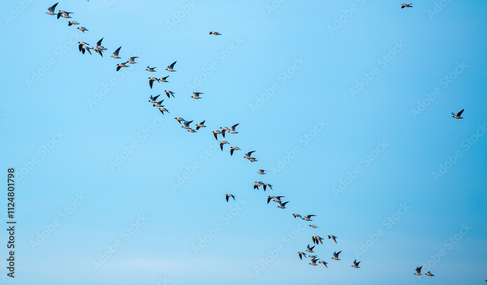 A flock of birds flies in the blue sky. Awakening of nature in spring, free flight. A flock of small birds in flight against a blue sky with clouds. A flock of birds flies in the blue sky. Awakening of nature in spring, free flight. A flock of small birds in flight against a blue sky with clouds.