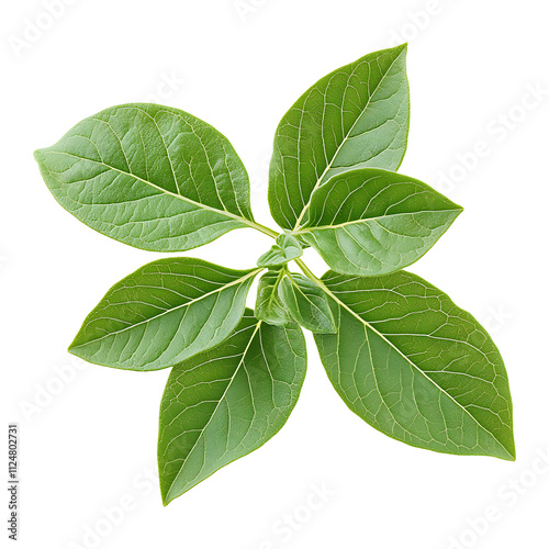 Ashwagandha Leaves isolated on transparent background