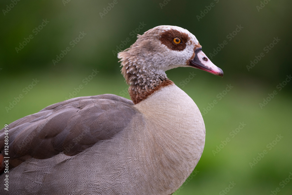 Beautiful Egyptian Goose (Alopochen aegyptiaca). Beautiful Egyptian Goose (Alopochen aegyptiaca).