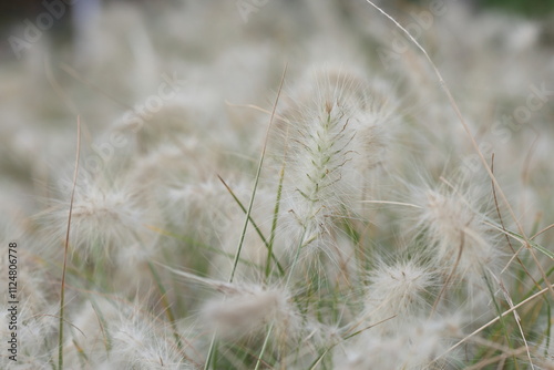 flower plumes of cenchrus longisetus (feathertop grass) in the garden photo