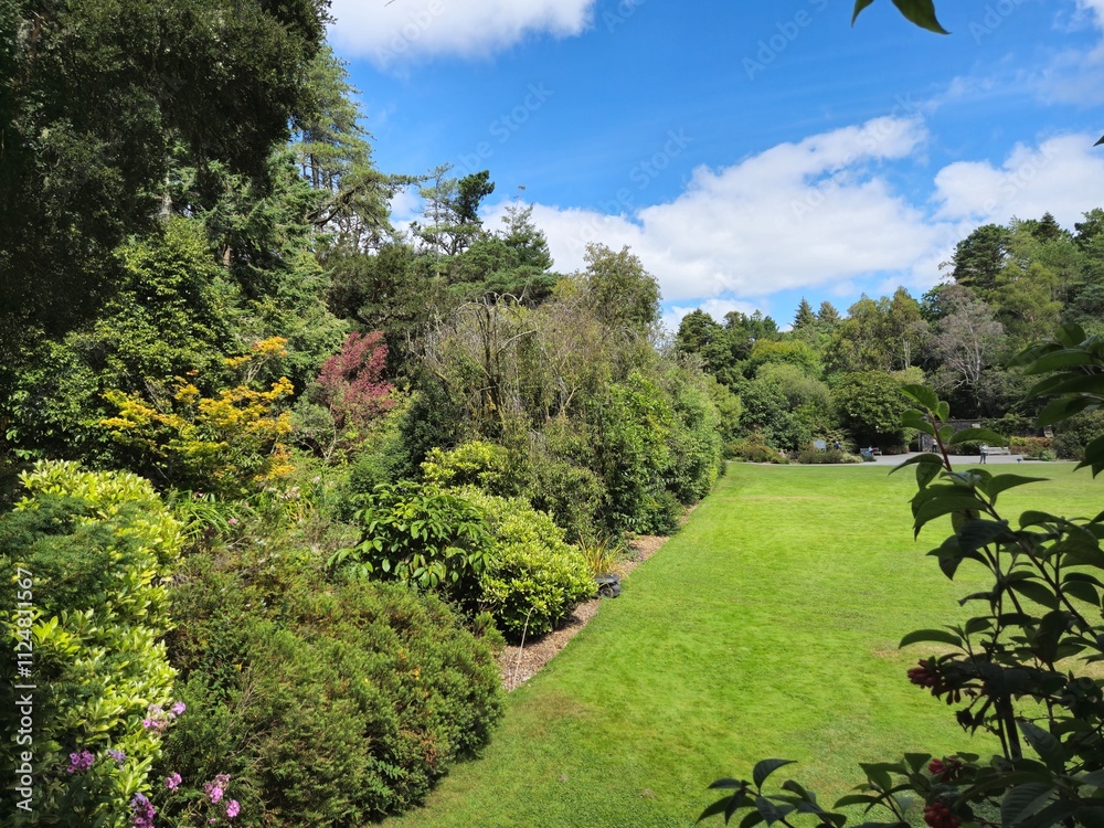 Obraz premium Park with beautiful trees and plants in Ireland, park zone