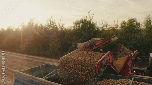 Seasonal harvest of potatoes. Harvesting potatoes using large agricultural machinery. Footage of potato harvest.