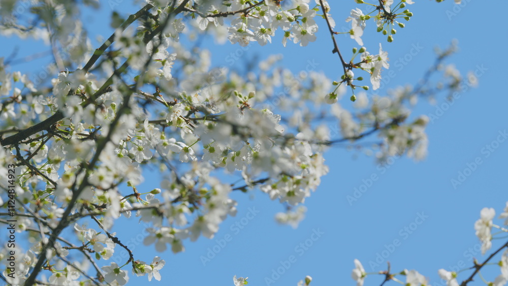 Insect honey bee pollinates. Blossom Cherry Or Apple Small White Flowers On Tree Branches. Blossoming Tree Brunch With White Flowers. Insect honey bee pollinates. Blossom Cherry Or Apple Small White Flowers On Tree Branches. Blossoming Tree Brunch With White Flowers.