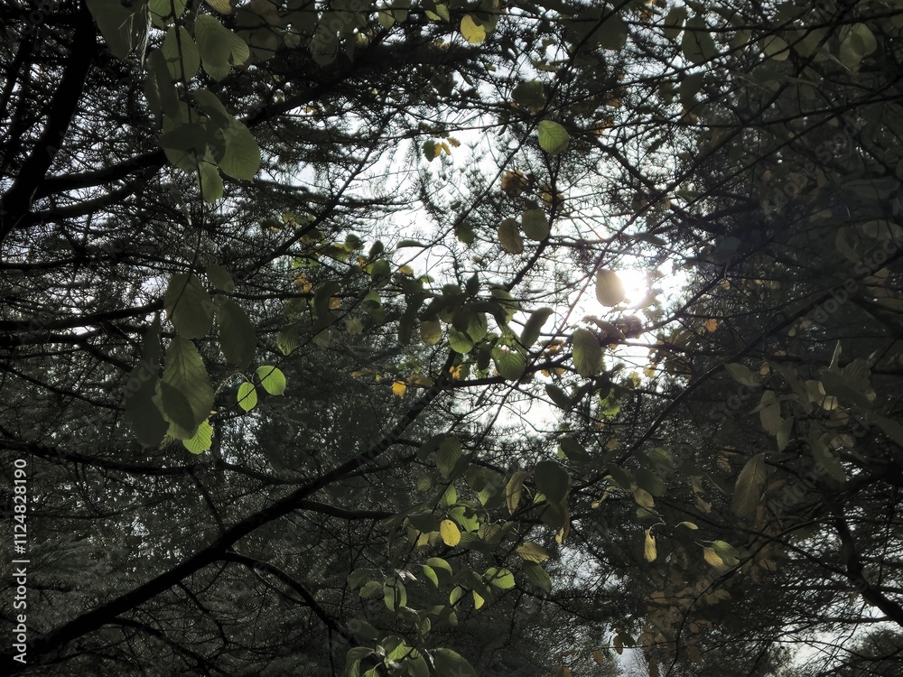 Fototapeta premium High trees in the forest as they are seen from the bottom