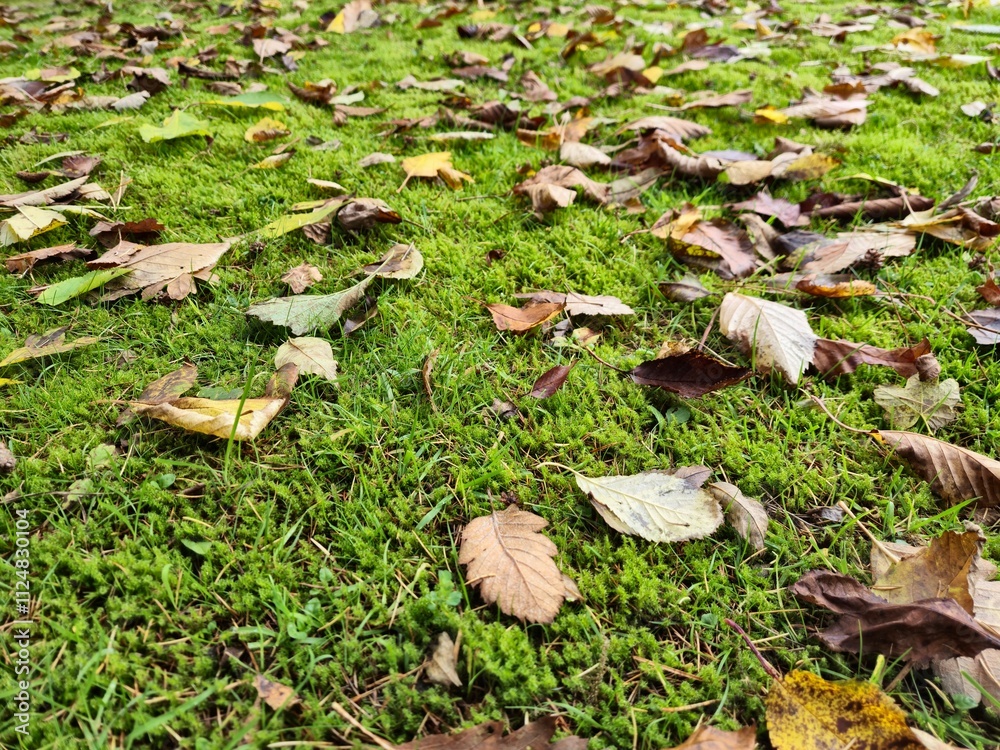 Fototapeta premium Autumn leaves on grass seasonal background