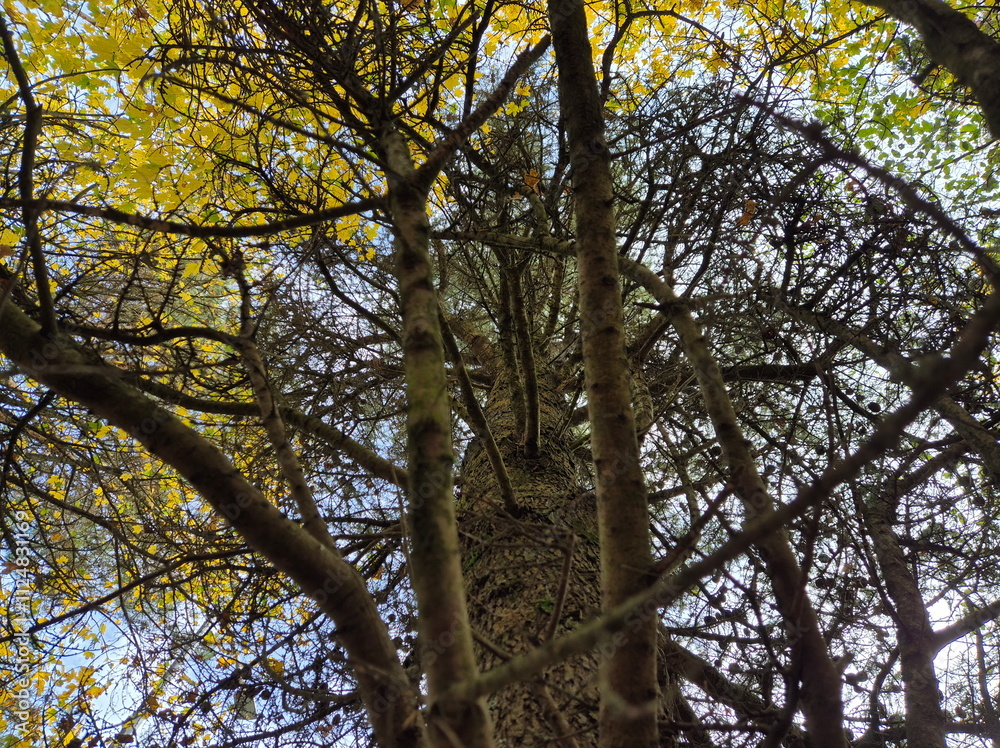 Fototapeta premium Tree branches in the deep forest background