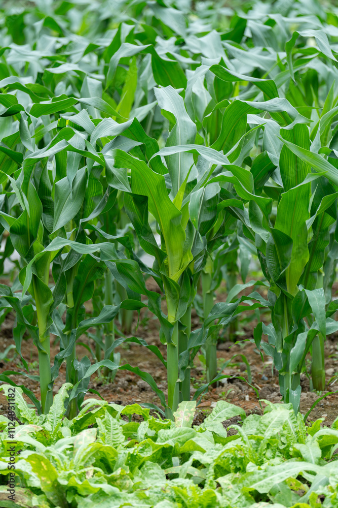 Green corn crops Green corn crops