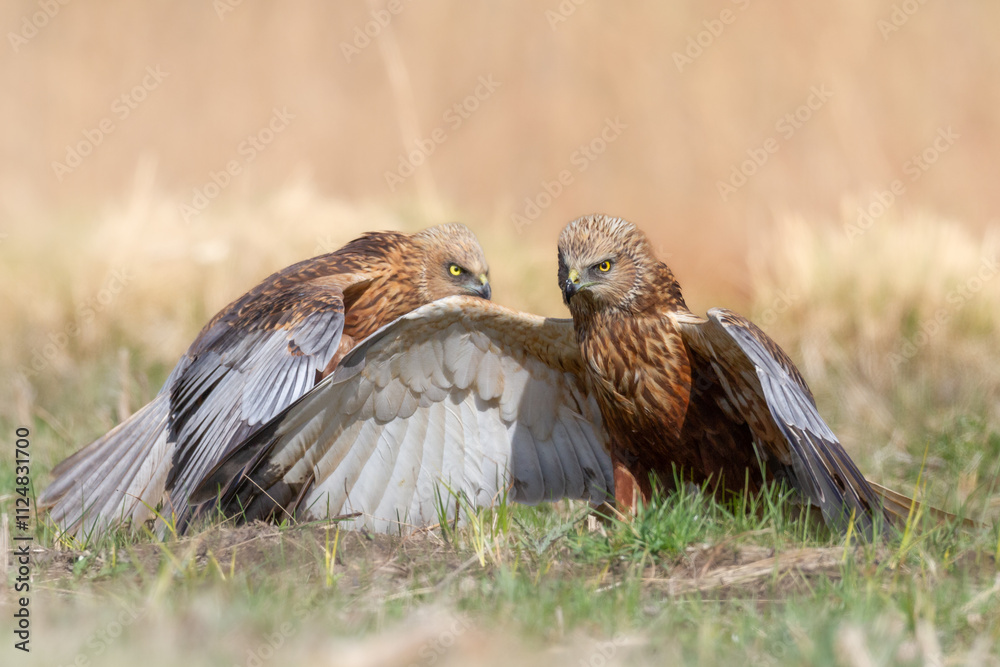 Obraz premium Birds of prey male Marsh harrier Circus aeruginosus, hunting time Poland Europe spring time April two fighting birds