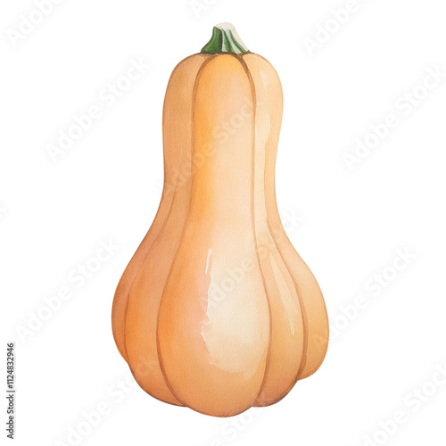Butternut Squash Watercolor Painting Autumn Harvest Thanksgiving Food