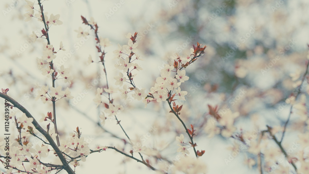 Showy White Flowers In Early Spring. Cherry Plum And Myrobalan Plum Branch With Flowers And Leaves. Showy White Flowers In Early Spring. Cherry Plum And Myrobalan Plum Branch With Flowers And Leaves.
