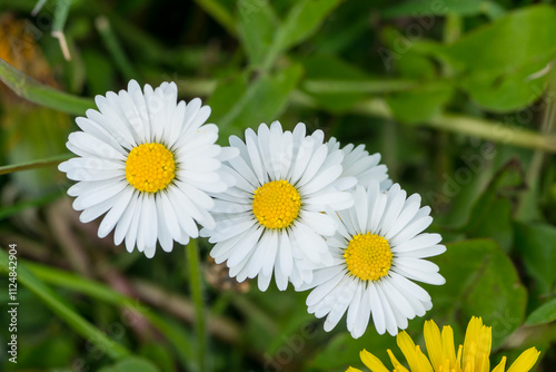 Gewöhnliches Gänseblümchen (Bellis perennis)