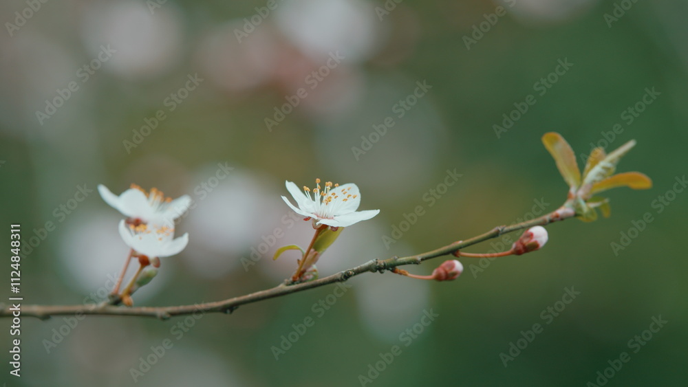 Blooming White Tree In Spring Cherry Plum. Plum Blossoms Are Blooming In Spring. Huge Flowering Tree. Blooming White Tree In Spring Cherry Plum. Plum Blossoms Are Blooming In Spring. Huge Flowering Tree.