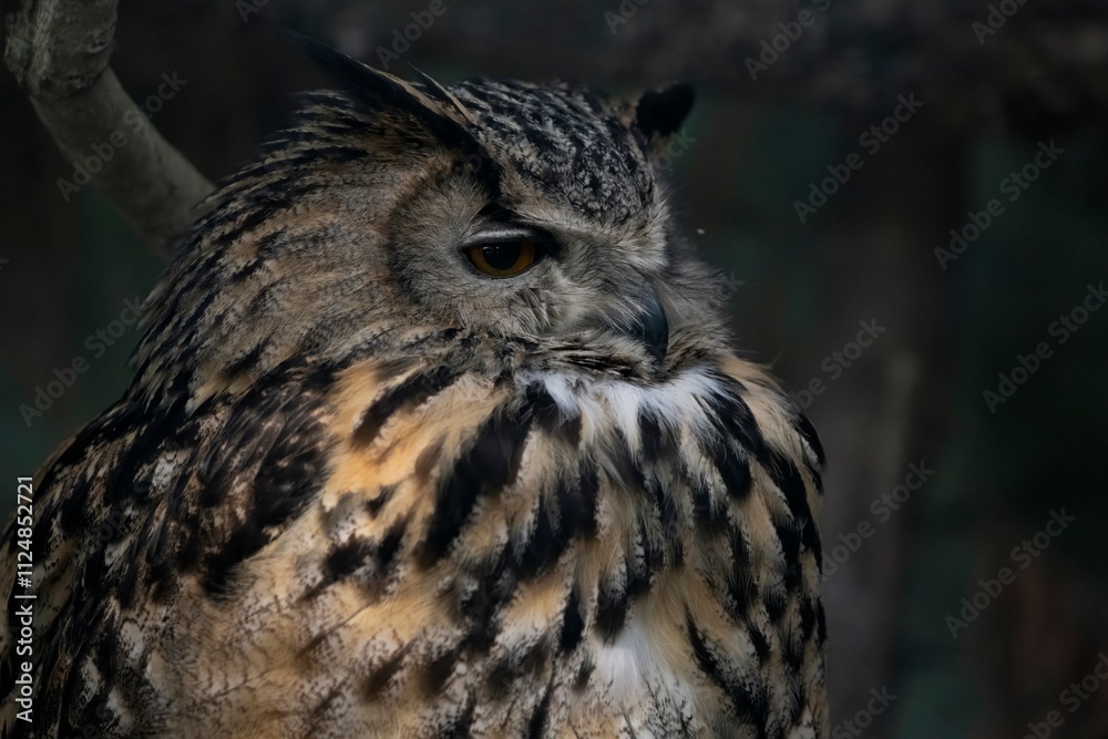 The Eurasian Eagle-Owl (Bubo bubo). The Eurasian Eagle-Owl (Bubo bubo).