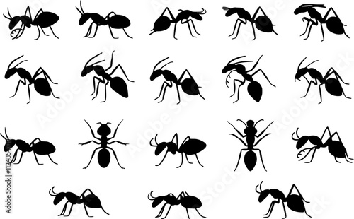 Elegant Ant Silhouette on a Minimal Background