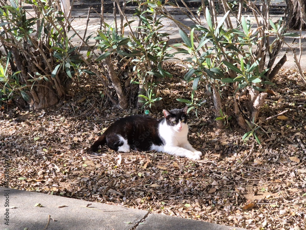 Fototapeta premium Black and white cat sitting with a serious face in Spain