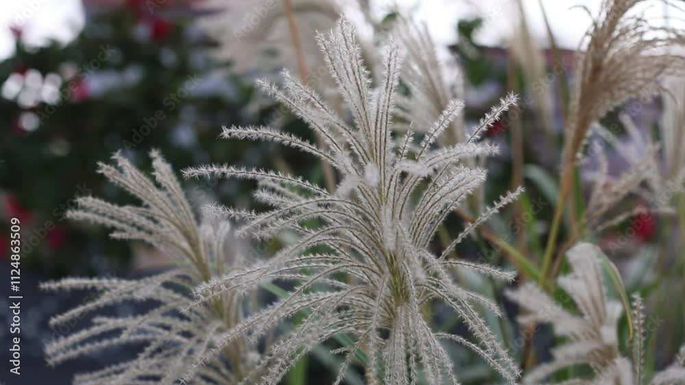 blooms of japanese silver grass blooms of japanese silver grass