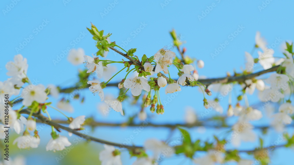 Blooming Cherry Tree In Spring. Flowering Wild Cherry. Branch Of Sweet Cherry. Close up. Blooming Cherry Tree In Spring. Flowering Wild Cherry. Branch Of Sweet Cherry. Close up.