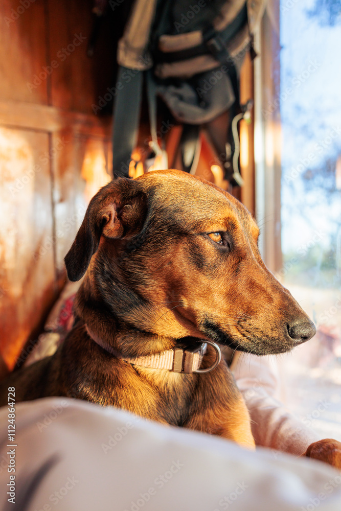 Dog Looking Out the Window Dog Looking Out the Window