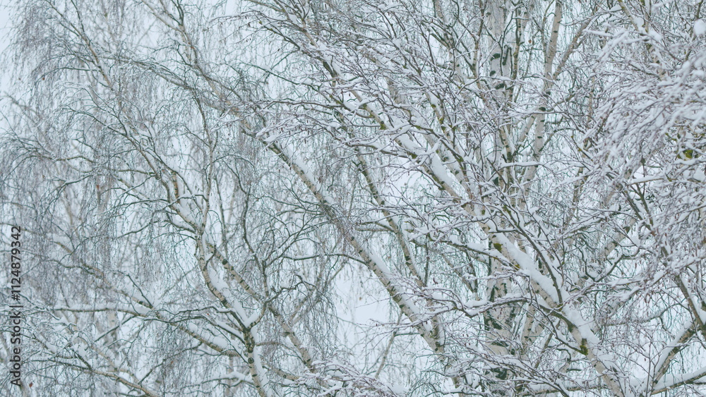 Abstract Black And White Of Snow Covered Tangle Of Branches. Snow On Branches Of Leafy Tree. Abstract Black And White Of Snow Covered Tangle Of Branches. Snow On Branches Of Leafy Tree.