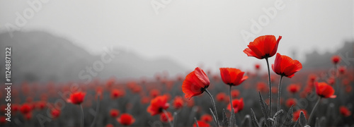 Red poppies with hills in the background under a misty sky